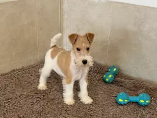 Ruhåret Fox Terrier