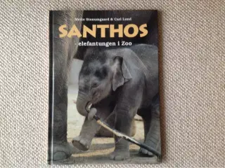 Santhos - elefantungen i Zoo