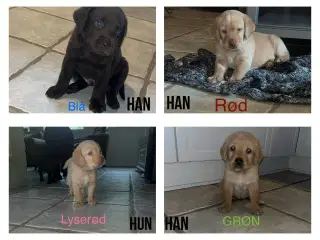 Labradoodle 