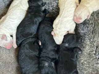 Goldendoodles hvalpe 