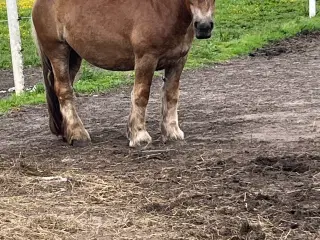 3 års jydehoppe. 