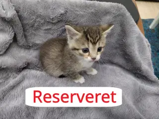 3 Hun Killinger Til Salg.