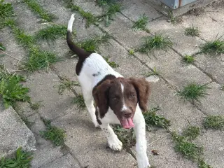 Ft springer spaniel tæve 
