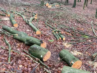 Nyskovet bøgebrænde 40-10cm dia