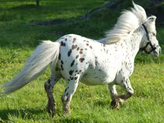 Mowgli -Mini Appaloosa