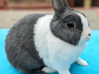 Hermelin kanin sælges 