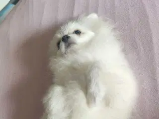 Mini Pomeranian 