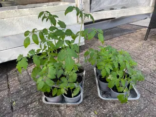 Tomatplanter 