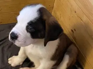 Kort håret Sankt Bernhard hvalpe