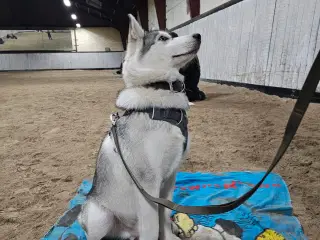 Husky 10 mdr