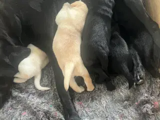 Labrador hvalpe