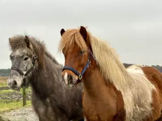 Smuk og mild islænder vallak