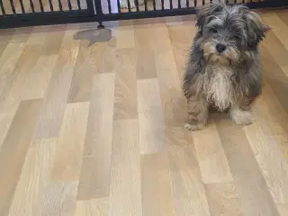 Yorkshire Terrier / Malteser hvalpe  (Morkies)