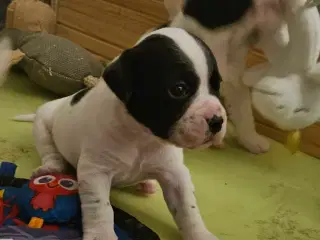 Fransk bulldog og beagle blandinger født 30/10