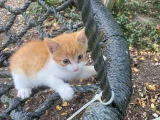 Kattekillinger 