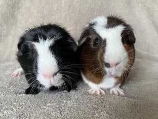 Marsvineunger, 2 hanner