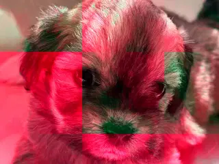 Lhasa apso pige
