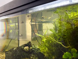 Gubby mix - Store og små 