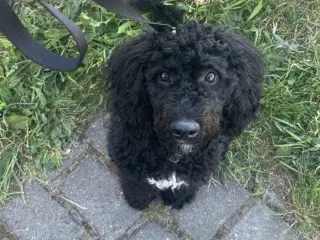 Labradoodle sort med klippe pels næsten 8 mrd