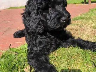 Goldendoodle hvalp
