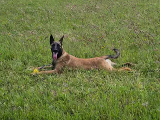 Belgisk Hyrdehund - Malinois