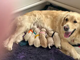 Golden Retriver hvalpe