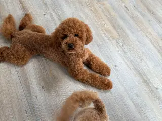 Cockapoo hvalpe 8 uger