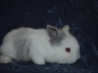 Minilop/Teddy dreng 