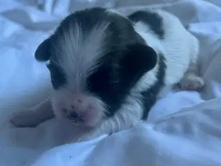 Blandingshvalpe Bichon Havanais / Shih Tzu
