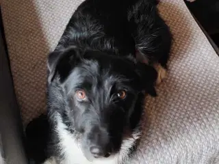 Dejlige Bella søger nyt hjem med hundeven 🩷