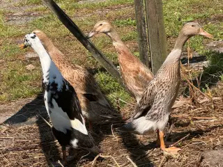 Løbeænder