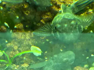 🐉 Green Dragon Ancistrus – flotte/robuste maller