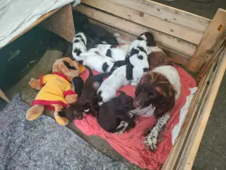 Blandingshvalpe - jagt og familehunde