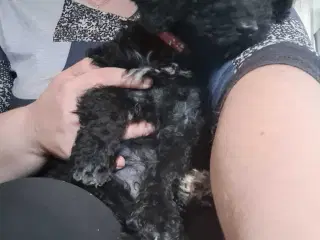 Lille Mellem puddel hvalp