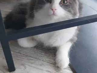 Hej jeg hedder lusifer 