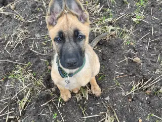 schæfer/malinois hvalp