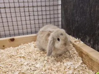 Mini-lop kaninunger