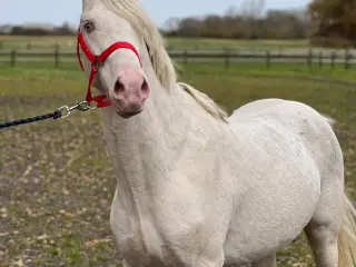 Cremello pony 