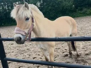 Pony leder efter part! 