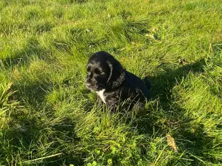 Cockerspaniel hvalpe 3 hanner