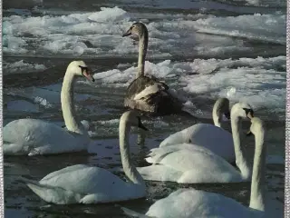 4 stk. Naturårsbøger