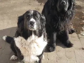 Landseer, Berner Sennen + Newfie