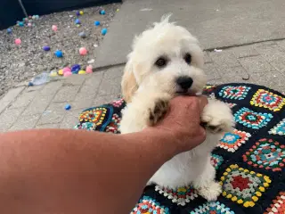 Maltipoo babyer er rejse klar nu 