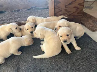 Labradore/golden hvalpe 