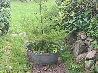 Zinkbalje med juletræ