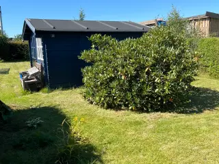 Kolonihave til salg