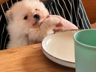 Pomeranian hvalp 