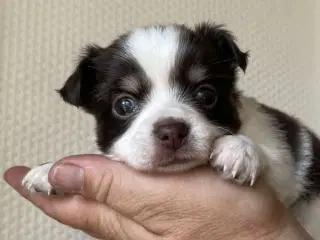 Chihuahua 