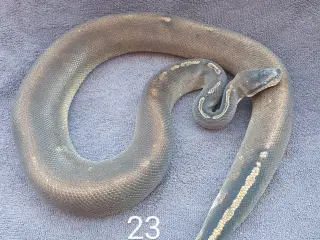 Pied kongepythons + lidt mere, nye priser 