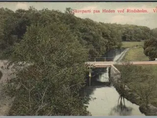 Skovparti paa Heden ved Rindsholm - Viborg - Postkort - Brugt
